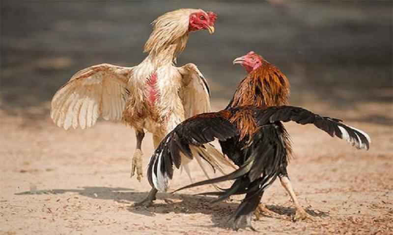 Luật chơi cơ bản mà tân binh cần nắm vững